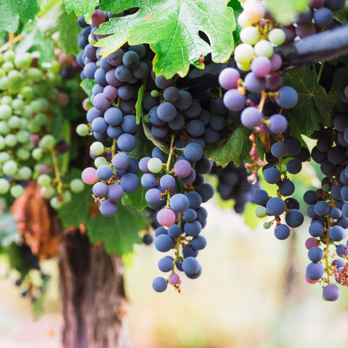 Bunches of grapes growing on a vine