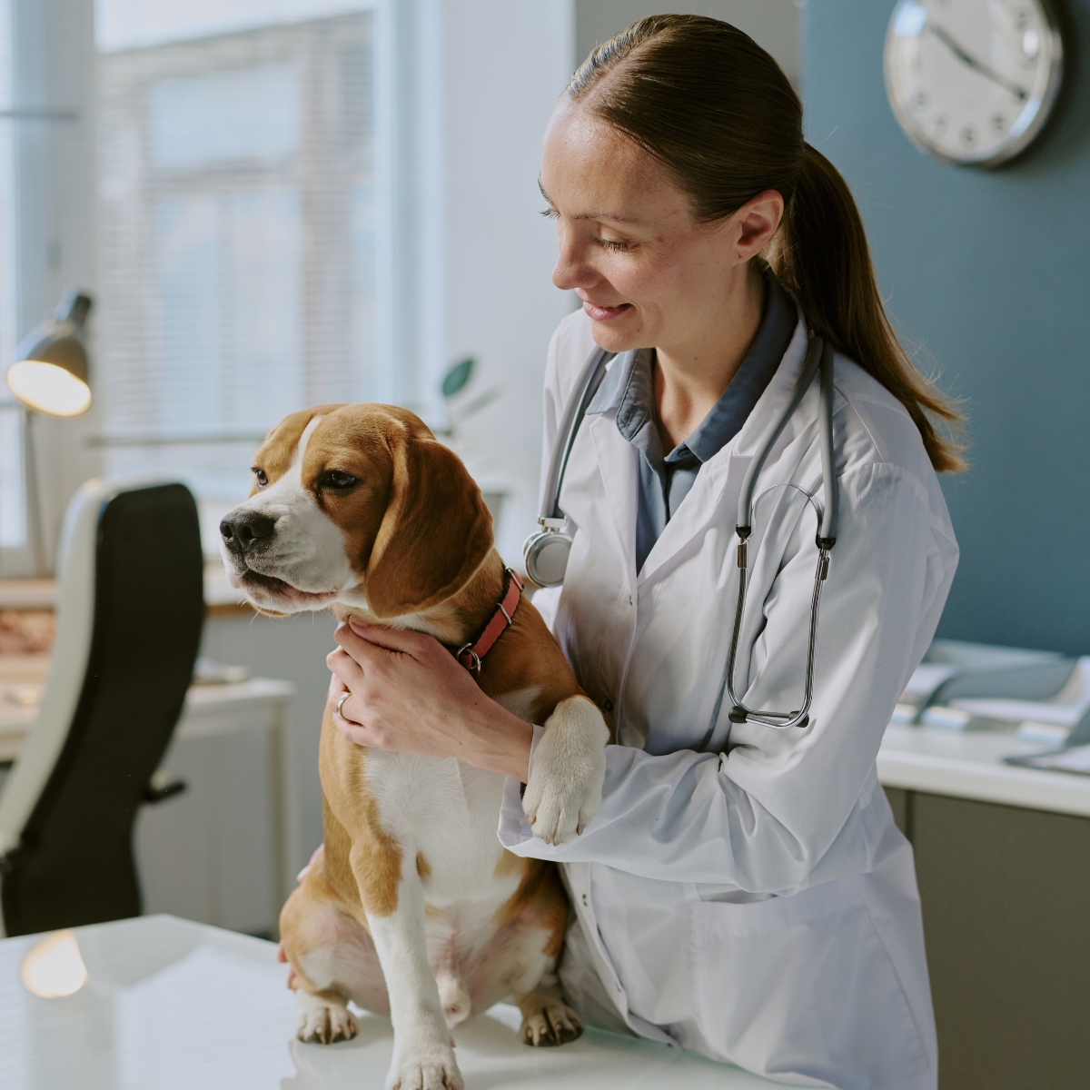 A veterinarian examining a dog in a clinic